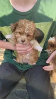Petunia, a female Yorkshire Terrier for sale in Watertown, NY – 4 of 5