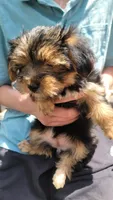 Stephanie , a female Yorkshire Terrier for sale in Watertown, NY – 4 of 4