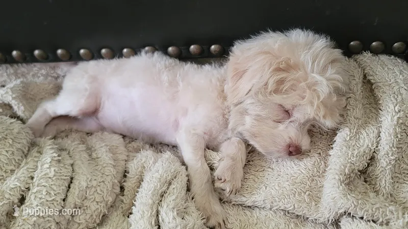 Casper – Yorkshire Terrier, Poodle - Toy  puppy for sale in Watertown, NY