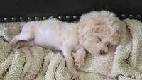 Casper, a male Yorkshire Terrier and Poodle - Toy  for sale in Watertown, NY – 1 of 5
