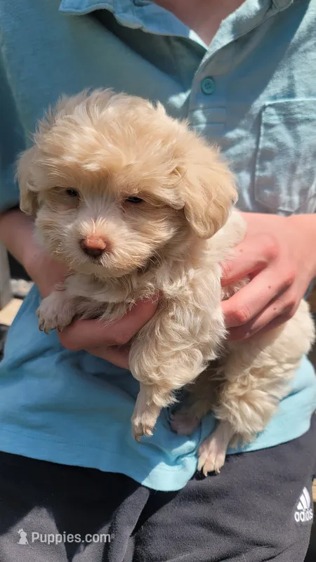 Casper – Yorkshire Terrier, Poodle - Toy  puppy for sale in Watertown, NY