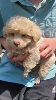 Casper, a male Yorkshire Terrier and Poodle - Toy  for sale in Watertown, NY – 1 of 4
