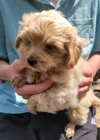 Colby, a male Yorkshire Terrier and Poodle - Toy  for sale in Watertown, NY – 3 of 6