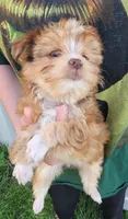 Petunia, a female Yorkshire Terrier for sale in Watertown, NY – 5 of 5