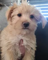 Buster, a male Yorkshire Terrier for sale in Watertown, NY – 5 of 6