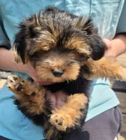 Stephanie , a female Yorkshire Terrier for sale in Watertown, NY – 1 of 4