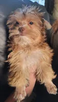Louie, a male Yorkshire Terrier for sale in Watertown, NY – 4 of 8