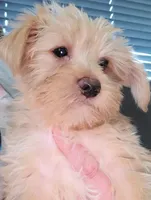 Buster, a male Yorkshire Terrier for sale in Watertown, NY – 4 of 6