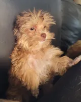 Louie, a male Yorkshire Terrier for sale in Watertown, NY – 3 of 8