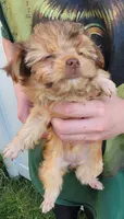 Princessa, a female Yorkshire Terrier for sale in Watertown, NY – 4 of 6