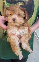Louie, a male Yorkshire Terrier for sale in Watertown, NY – 2 of 5