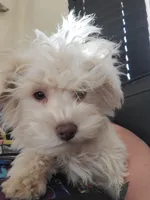 Casper, a male Yorkshire Terrier and Poodle - Toy  for sale in Watertown, NY – 2 of 7
