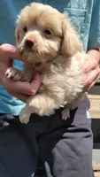 Frosty, a male Yorkshire Terrier and Poodle - Toy  for sale in Watertown, NY – 2 of 6