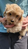 Colby, a male Yorkshire Terrier and Poodle - Toy  for sale in Watertown, NY – 6 of 6