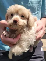 Frosty, a male Yorkshire Terrier and Poodle - Toy  for sale in Watertown, NY – 1 of 6