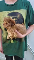 Princessa, a female Yorkshire Terrier for sale in Watertown, NY – 5 of 6