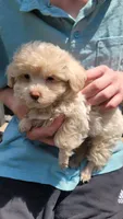 Casper, a male Yorkshire Terrier and Poodle - Toy  for sale in Watertown, NY – 2 of 4