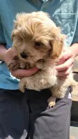 Colby, a male Yorkshire Terrier and Poodle - Toy  for sale in Watertown, NY – 5 of 6