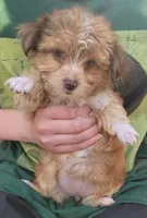 Petunia, a female Yorkshire Terrier for sale in Watertown, NY – 3 of 5