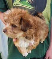 Petunia, a female Yorkshire Terrier for sale in Watertown, NY – 2 of 5