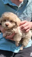 Casper, a male Yorkshire Terrier and Poodle - Toy  for sale in Watertown, NY – 3 of 4