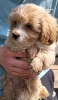 Bowser, a male Yorkshire Terrier and Poodle - Toy  for sale in Watertown, NY – 2 of 4