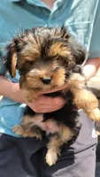 Stephanie , a female Yorkshire Terrier for sale in Watertown, NY – 3 of 4