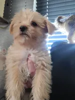 Buster, a male Yorkshire Terrier for sale in Watertown, NY – 6 of 6