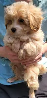 Bowser, a male Yorkshire Terrier and Poodle - Toy  for sale in Watertown, NY – 4 of 4