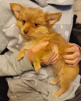 Dulce, a female Yorkshire Terrier for sale in Watertown, NY – Photo 2 of 6