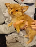 Dulce, a female Yorkshire Terrier for sale in Watertown, NY – Photo 1 of 6