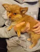 Dulce, a female Yorkshire Terrier for sale in Watertown, NY – Photo 3 of 6