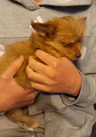 Dulce, a female Yorkshire Terrier for sale in Watertown, NY – Photo 5 of 6