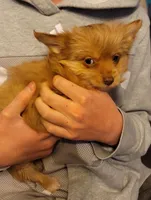 Dulce, a female Yorkshire Terrier for sale in Watertown, NY – Photo 4 of 6