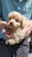Frosty, a male Yorkshire Terrier and Poodle - Toy  for sale in Watertown, NY – 4 of 6