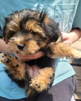 Stephanie , a female Yorkshire Terrier for sale in Watertown, NY – 2 of 4