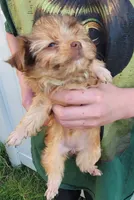 Princessa, a female Yorkshire Terrier for sale in Watertown, NY – 6 of 6