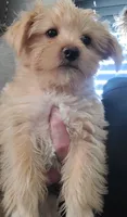 Buster, a male Yorkshire Terrier for sale in Watertown, NY – 3 of 6