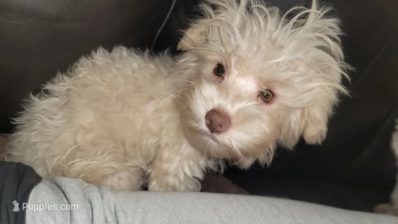 Casper – Yorkshire Terrier, Poodle - Toy  puppy for sale in Watertown, NY