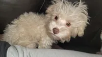 Casper, a male Yorkshire Terrier and Poodle - Toy  for sale in Watertown, NY – 1 of 7