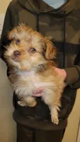 Titus, a male Yorkshire Terrier for sale in Watertown, NY – Photo 3 of 7