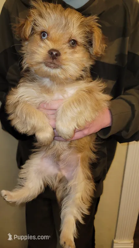 Titus – Yorkshire Terrier puppy for sale in Watertown, NY