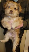 Titus, a male Yorkshire Terrier for sale in Watertown, NY – Photo 1 of 7