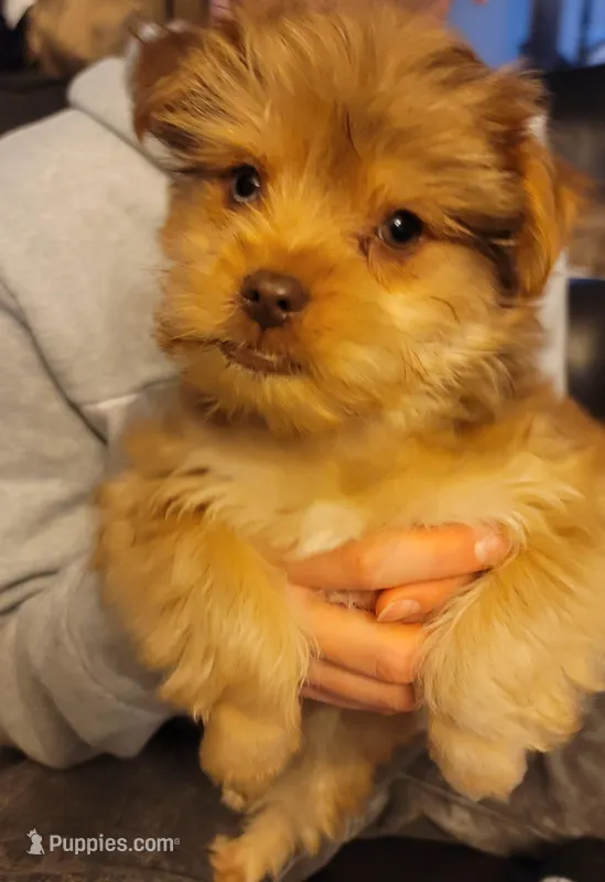 Titus – Yorkshire Terrier puppy for sale in Watertown, NY