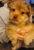 Titus, a male Yorkshire Terrier for sale in Watertown, NY – Photo 1 of 4