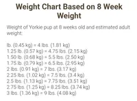 Titus, a male Yorkshire Terrier for sale in Watertown, NY – Photo 4 of 4