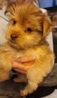 Titus, a male Yorkshire Terrier for sale in Watertown, NY – Photo 2 of 4