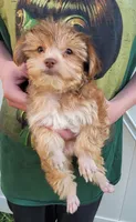 Louie, a male Yorkshire Terrier for sale in Watertown, NY – 3 of 5