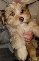 Bruno, a male Yorkshire Terrier for sale in Watertown, NY – Photo 2 of 4