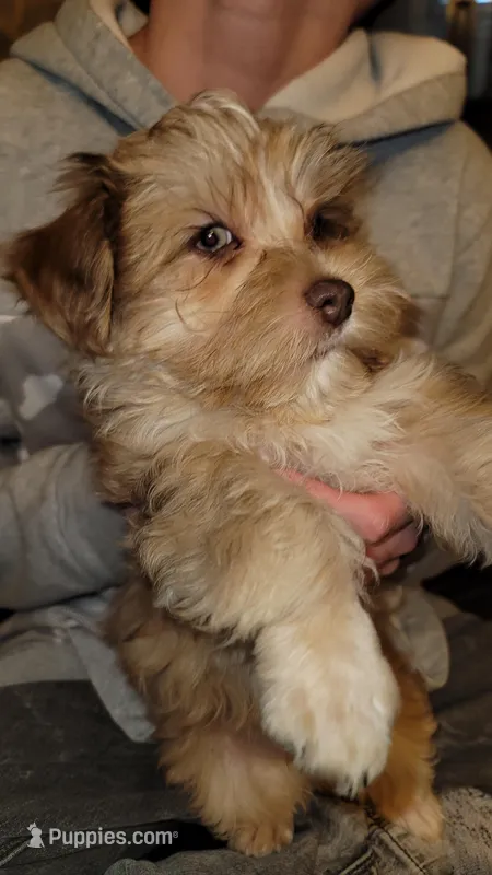 Bruno – Yorkshire Terrier puppy for sale in Watertown, NY